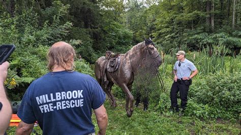 Horse rescued from swamp in Dutchess County